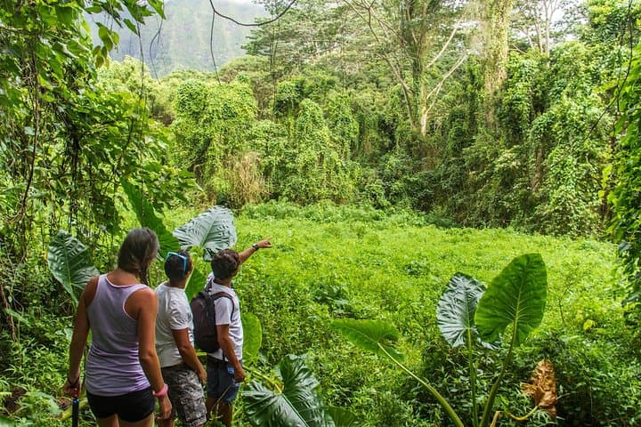 Oahu Friendly Hiking Experience: Waikiki Waterfalls, Lighthouse Views & Native Flora photo 5