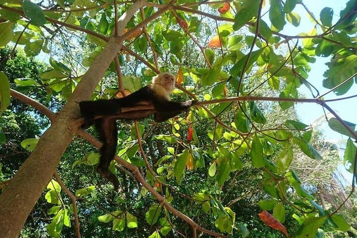 Manuel Antonio National Park Day Trip: Beaches, Wildlife & Rainforest Trails photo 2