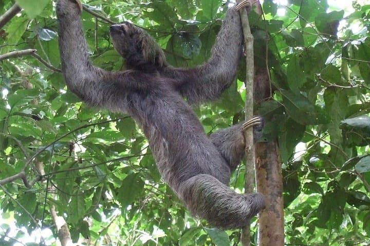 Manuel Antonio National Park Day Trip: Beaches, Wildlife & Rainforest Trails photo 3