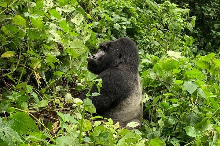 5-Day Bwindi Gorillas, Kazinga Game Drives & Kalinzu Chimp Trek Safari