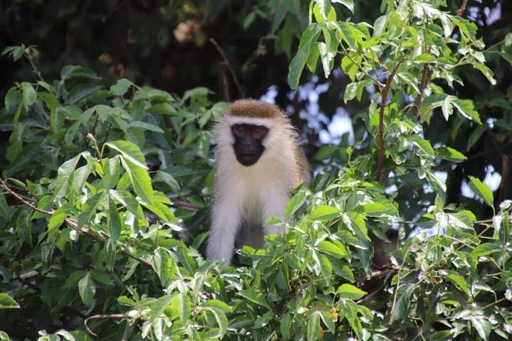 5-Day Bwindi Gorillas, Kazinga Game Drives & Kalinzu Chimp Trek Safari photo 2