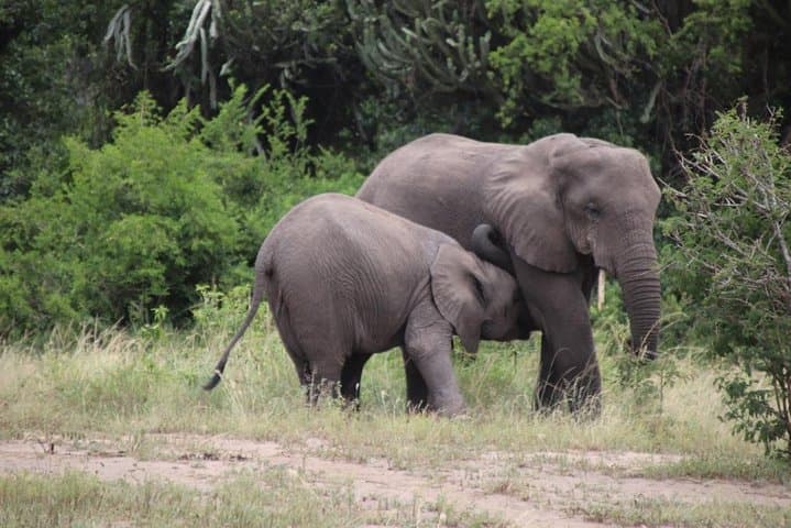 5-Day Bwindi Gorillas, Kazinga Game Drives & Kalinzu Chimp Trek Safari photo 5