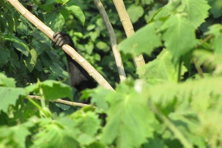 2-Day Bwindi Gorilla Trek from Kigali — Rushaga Gorilla Trekking Safari photo 2