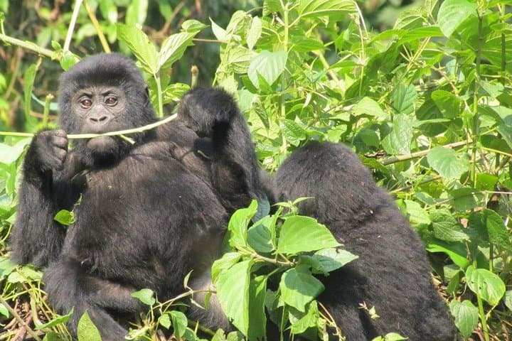 2-Day Bwindi Gorilla Trek from Kigali — Rushaga Gorilla Trekking Safari