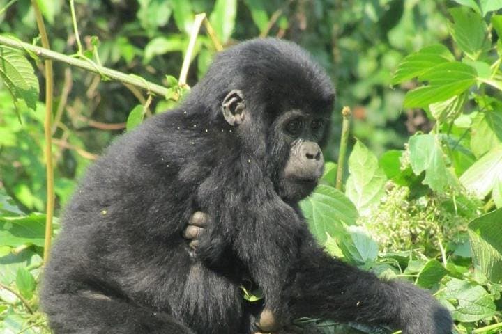 2-Day Bwindi Gorilla Trek from Kigali — Rushaga Gorilla Trekking Safari photo 3