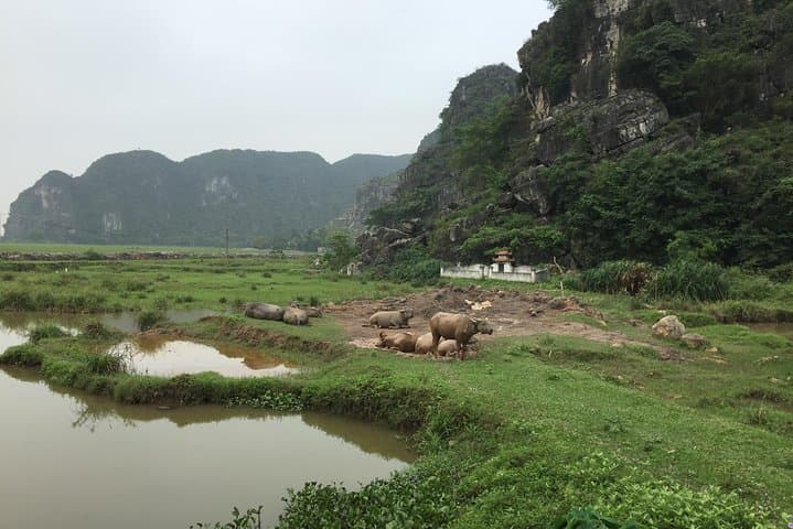 Tam Coc & Ninh Binh: Mountain Views, Sampan Rivers and Rice-Field Loops photo 4