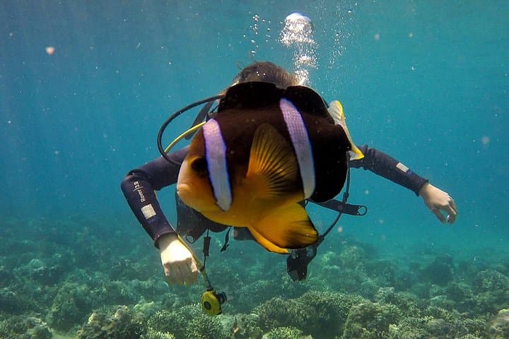 Hon Mun Fun Dives — Guided Day Boat Scuba from Nha Trang for Certified Divers photo 2