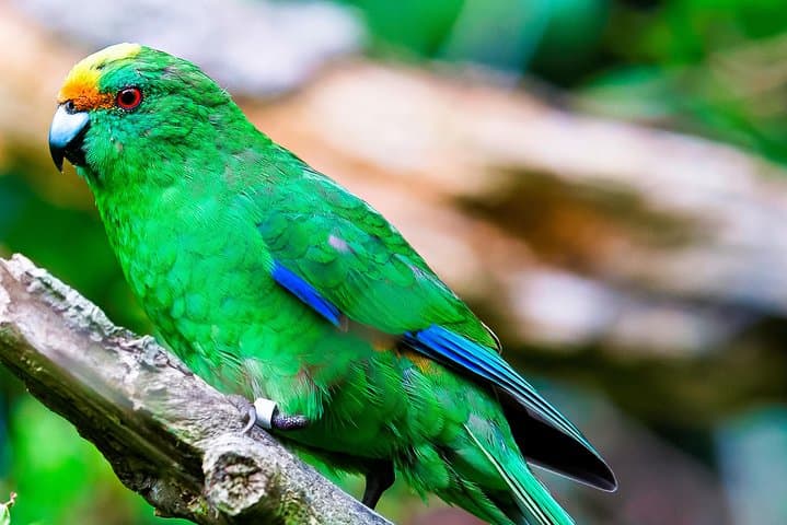 Exploring Marlborough Sounds: Motuara Wildlife Sanctuary and Dolphin Cruise Experience photo 4