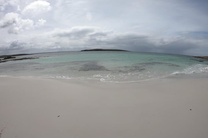 Up-Close Penguin Viewing at Berthas Beach — Stanley Private Tour photo 6