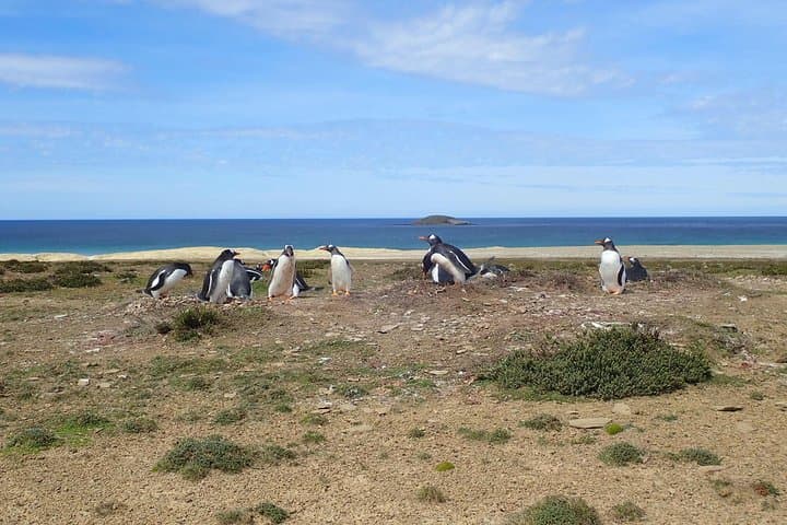 Up-Close Penguin Viewing at Berthas Beach — Stanley Private Tour photo 3