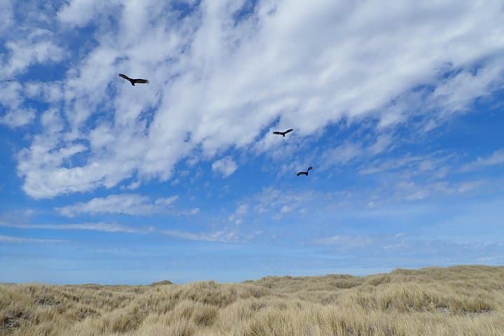 Up-Close Penguin Viewing at Berthas Beach — Stanley Private Tour photo 5