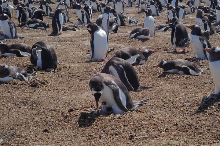 Up-Close Penguin Viewing at Berthas Beach — Stanley Private Tour photo 4