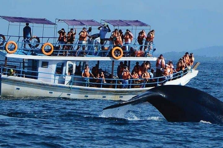 Mirissa Whale Watching: Blue Whales, Dolphins & Ocean Safaris off Sri Lanka photo 2