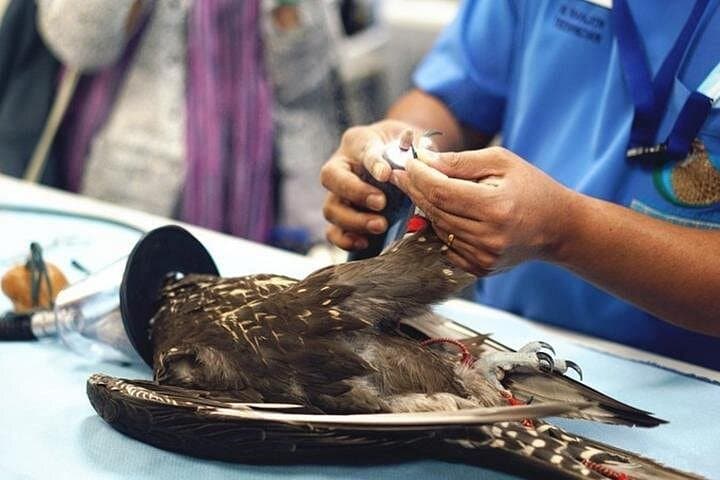 Private One-Day Abu Dhabi Highlights: Grand Mosque, Falcon Hospital & Dubai Transfer photo 1