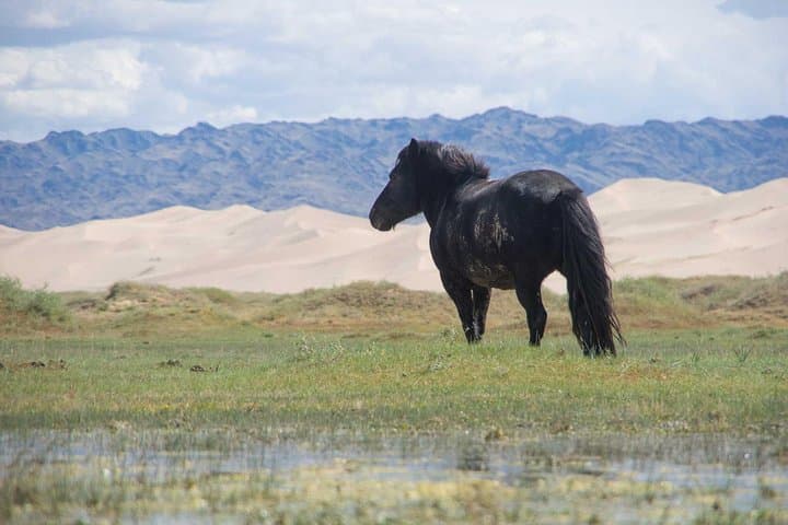 Gobi Desert & Kharkhorin: 8-Day Overland Adventure from Ulaanbaatar photo 3