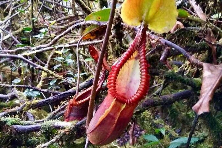 Mount Trusmadi 3-Day Summit Trek: Remote Sabah Jungle to Alpine Ridge photo 3