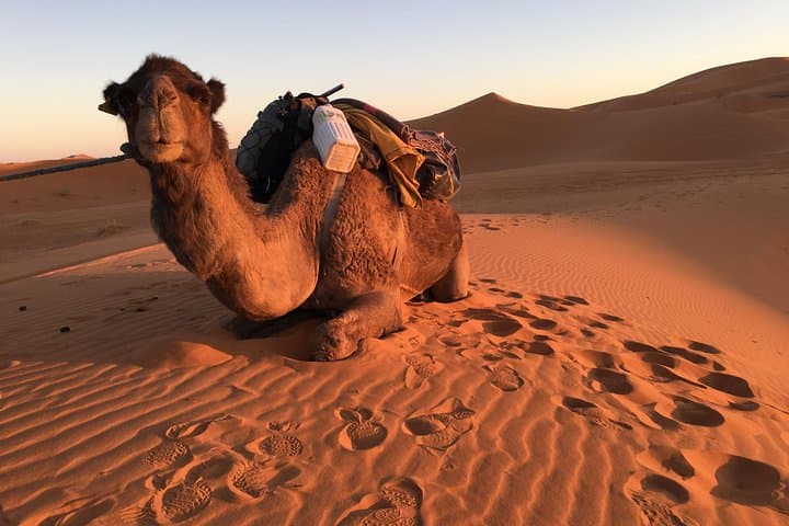 10-Day Chefchaouen to Sahara to Marrakech Private Group Tour photo 4
