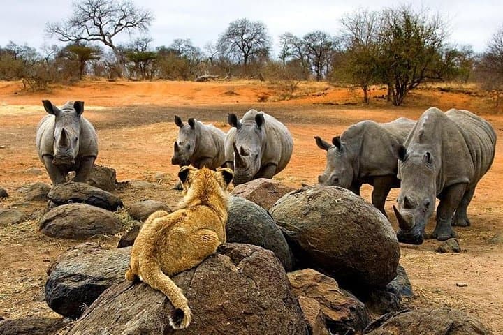 Night Rhino Game Drive & Bush Dinner Near Victoria Falls
