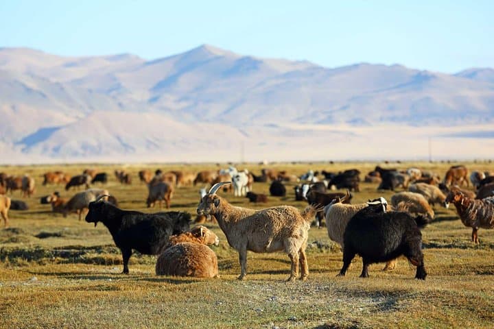 Central Mongolia in 4 Days — Kharakhorum, Takhi & Orkhon Falls photo 3