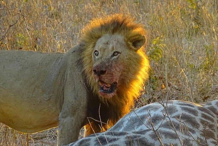 Chobe Day Trip from Victoria Falls — Big Five Safari & River Cruise in a Day photo 5