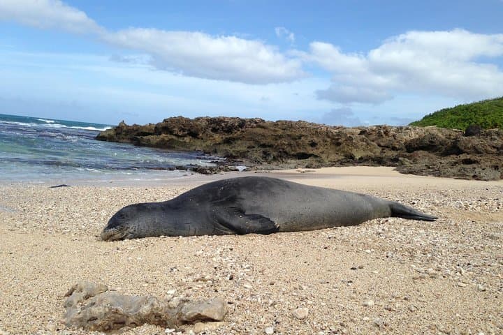 Private Luxury Grand Circle Tour of Oahu: North Shore Beaches, Coffee Farms & Iconic Lookouts photo 4