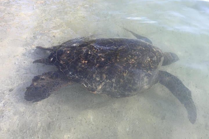 Half-Day North Shore Grand Circle — Eco-Friendly Aloha Island Tour from Waikiki photo 5