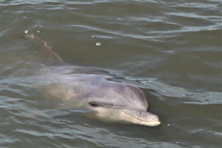 Private Hilton Head Sunset Dolphin Tour — Evening Boat Trip for Dolphin Watching and Sunset Views photo 2