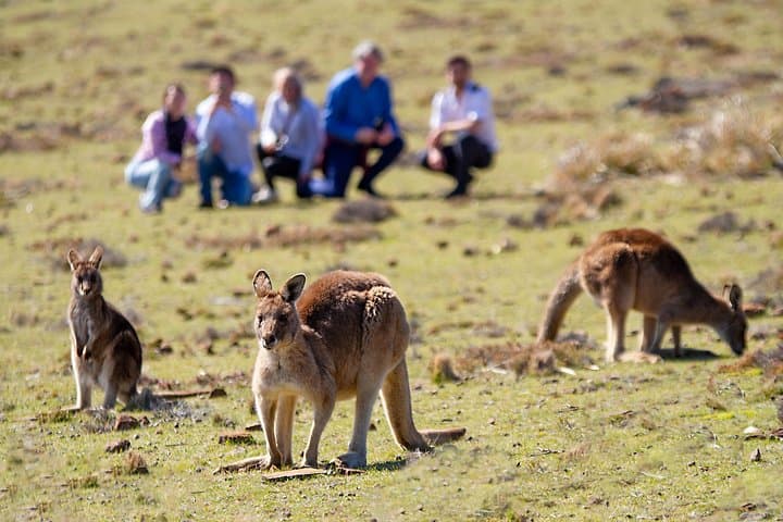 Wineglass Bay & Maria Island Scenic Flight from Hobart — Wildlife Landing & Tasmanian Seafood Picnic photo 2