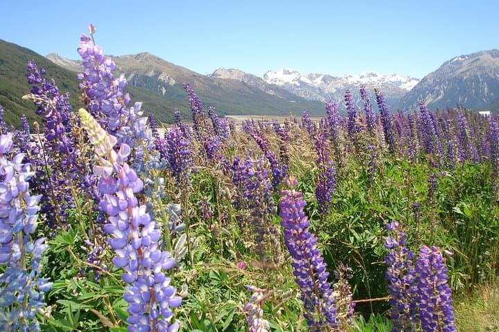 Arthur's Pass & Southern Alps Day Excursion from Christchurch — Porters Pass, Castle Hill & Beech Forest Walk photo 2