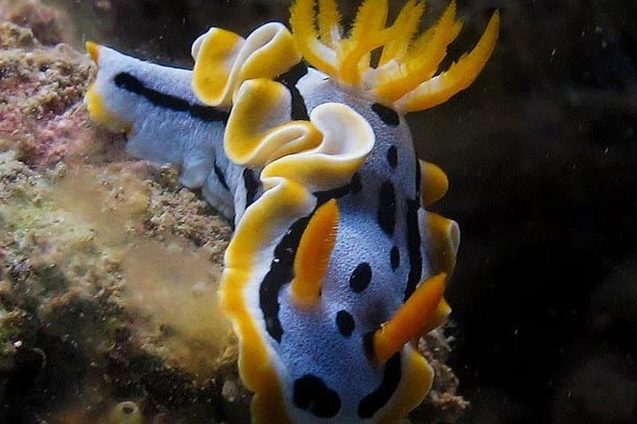 Hon Mun Fun Dives — Guided Day Boat Scuba from Nha Trang for Certified Divers photo 3