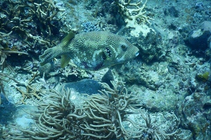 Hon Mun Fun Dives — Guided Day Boat Scuba from Nha Trang for Certified Divers photo 5