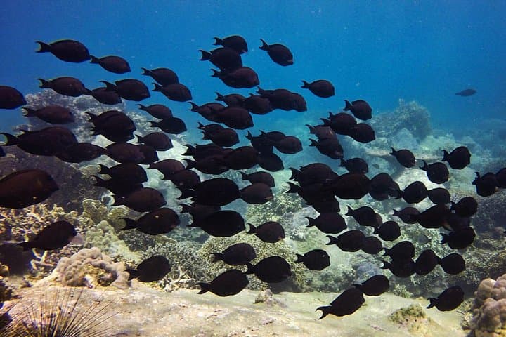 Hon Mun Fun Dives — Guided Day Boat Scuba from Nha Trang for Certified Divers photo 6