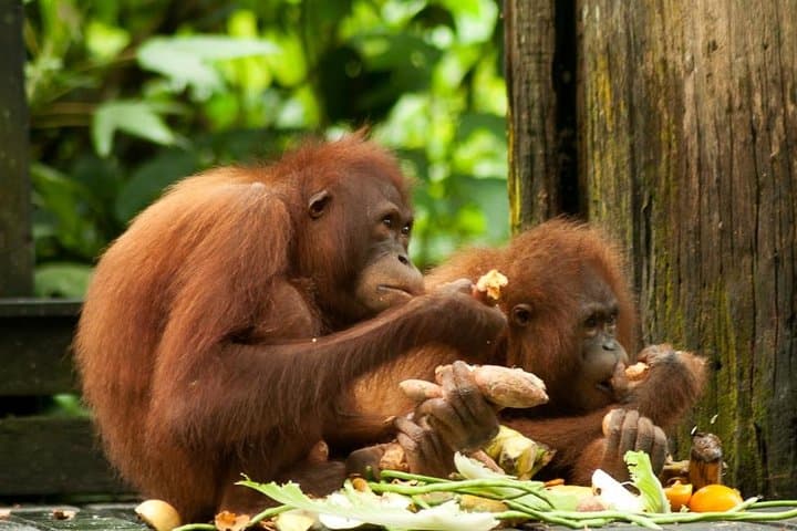 Orangutan Island & Perak Tong Cave: Day Trip From Kuala Lumpur