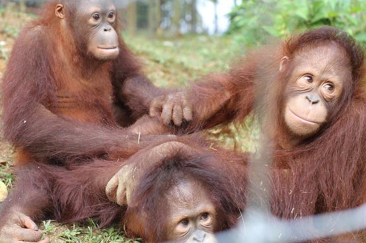 Orangutan Island & Perak Tong Cave: Day Trip From Kuala Lumpur photo 2