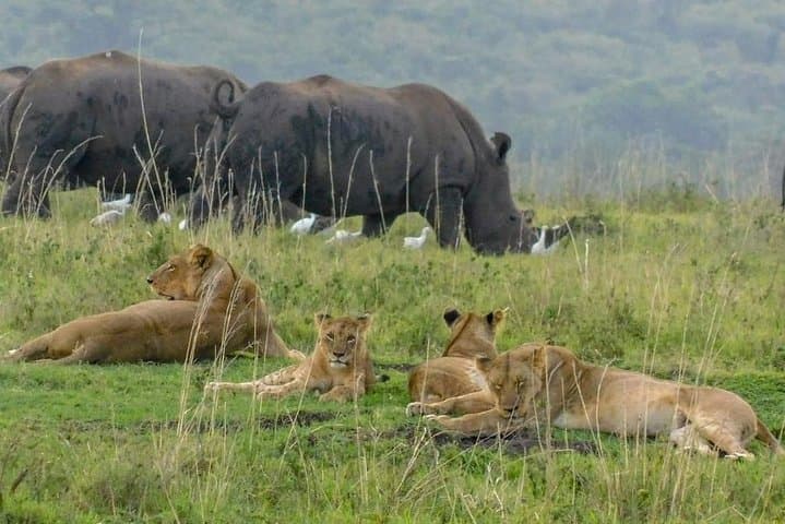 2-Day Private Safari in Maasai Mara: Big Five Game Drives from Nairobi photo 2