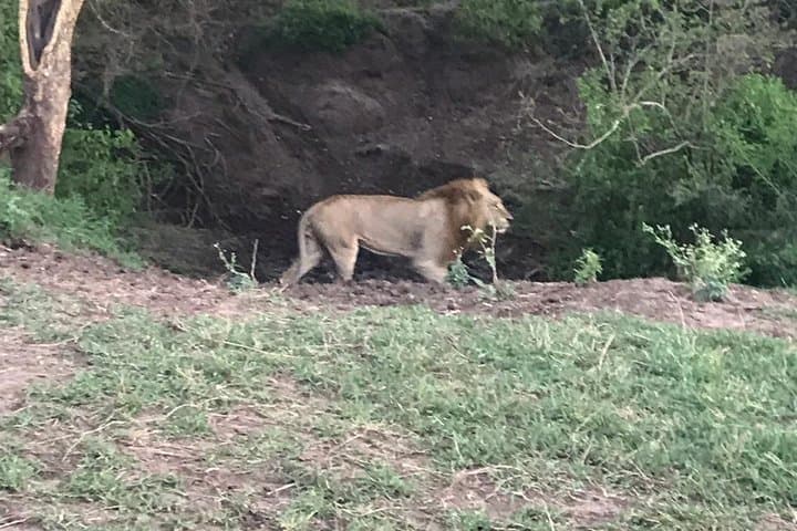 2-Day Private Safari in Maasai Mara: Big Five Game Drives from Nairobi photo 3