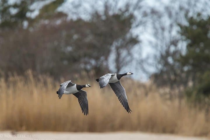 Canoe Birdwatching at Cape Vente: Paddle Into the Nemunas Delta’s Migratory Highways photo 4