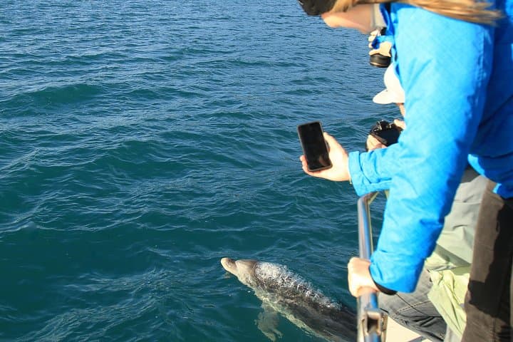 Captain Cook and Dolphin Cruise: Marlborough Sounds Eco Tour to Ship Cove photo 2