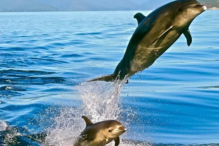 Captain Cook and Dolphin Cruise: Marlborough Sounds Eco Tour to Ship Cove photo 3
