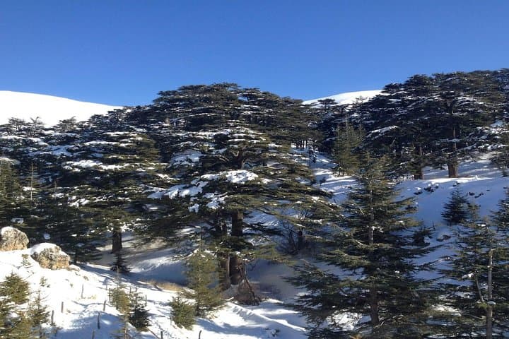 Full-Day Qadisha Valley, Bcharre & Cedars Tour from Beirut — UNESCO Valleys & Ancient Cedars photo 6