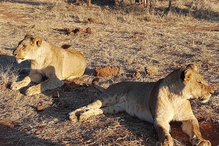 Chobe Day Trip from Victoria Falls — Big Five Safari & River Cruise in a Day photo 3