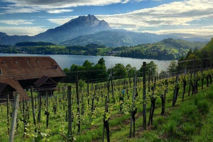 Half-Day Lake Lucerne Country Walk: Ridge Views, Vineyards & Wagner's Villa photo 3
