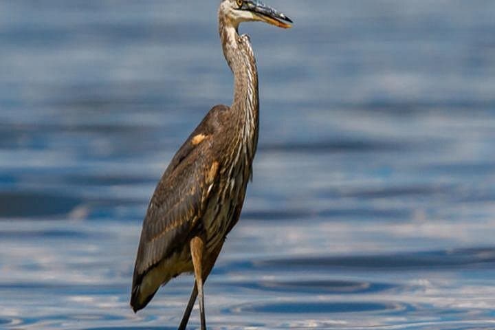 El-Fayoum Birdwatching Day Trip from Cairo — Wadi El Rayan & Lake Qarun photo 2