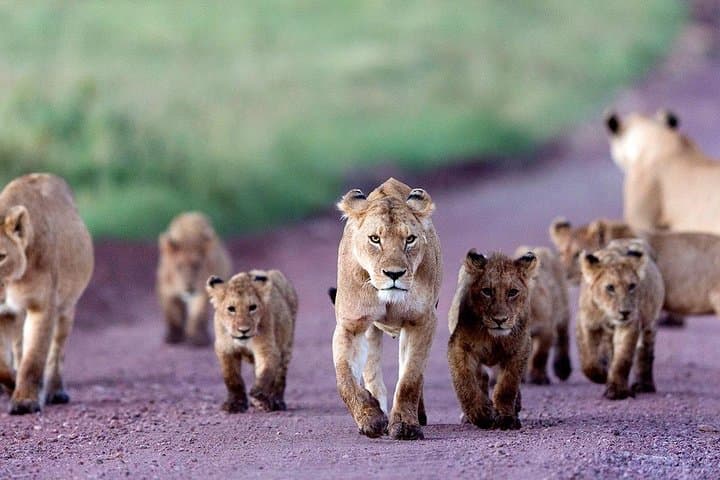 Ngorongoro Crater Day Safari: Full-Day Game Drive from Arusha photo 2