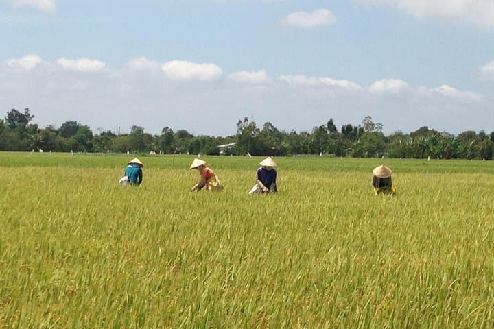 Authentic Mekong Delta Full-Day: Sampans, Markets & Off-Grid Villages photo 4