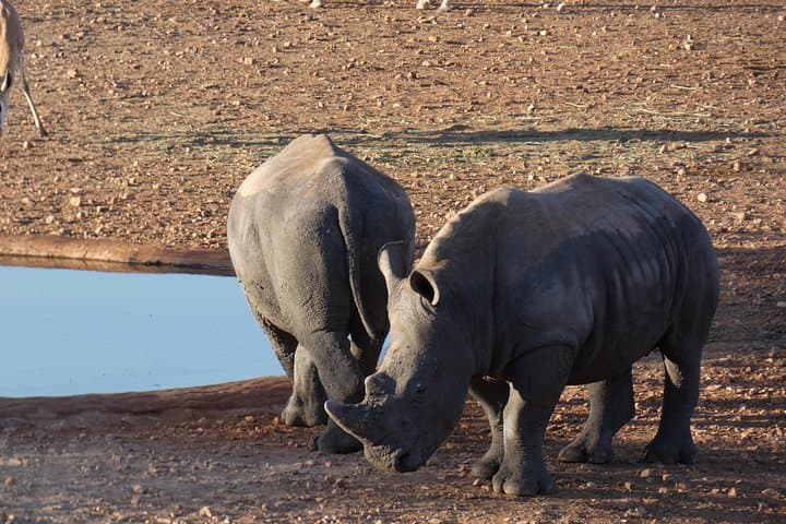 4-Day Etosha Safari: Private Guided Tour from Windhoek or Swakopmund photo 4