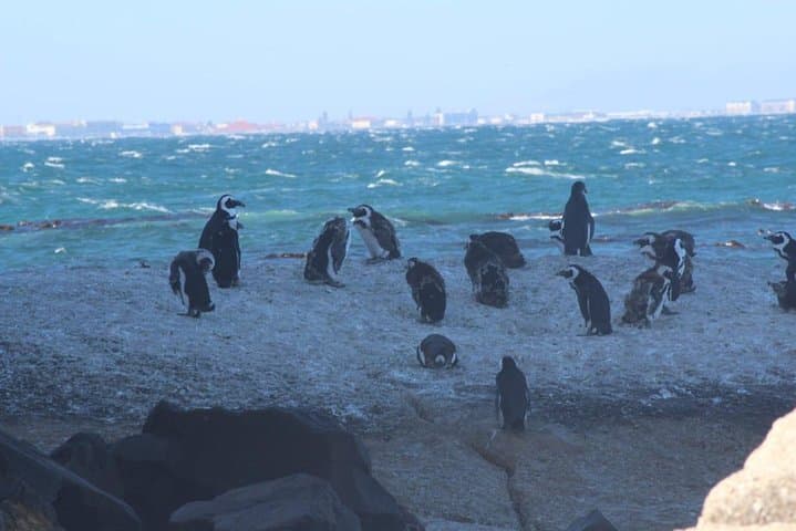African Penguins & Cape Point Explorer: Boulders Beach Penguin Colony Day Tour photo 2