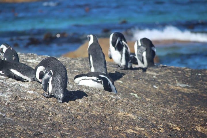 African Penguins & Cape Point Explorer: Boulders Beach Penguin Colony Day Tour