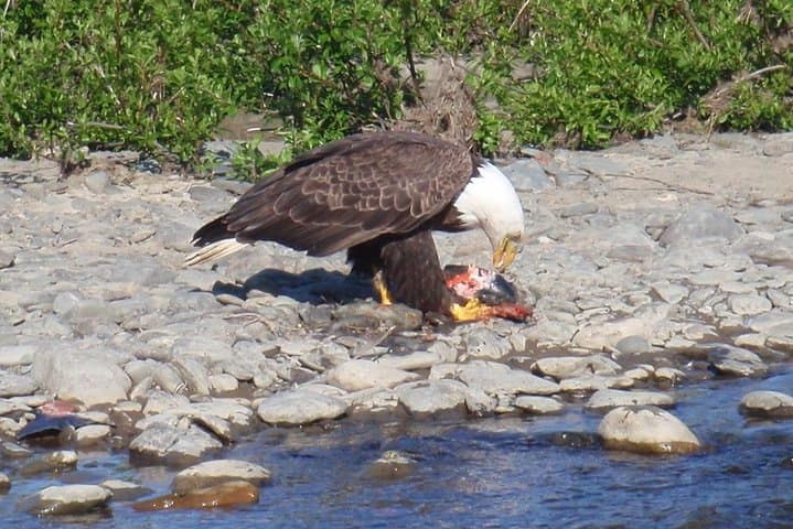 Half-Day Kenai River Fishing Trip — Drift-Boat Salmon & Trout in Cooper Landing photo 3