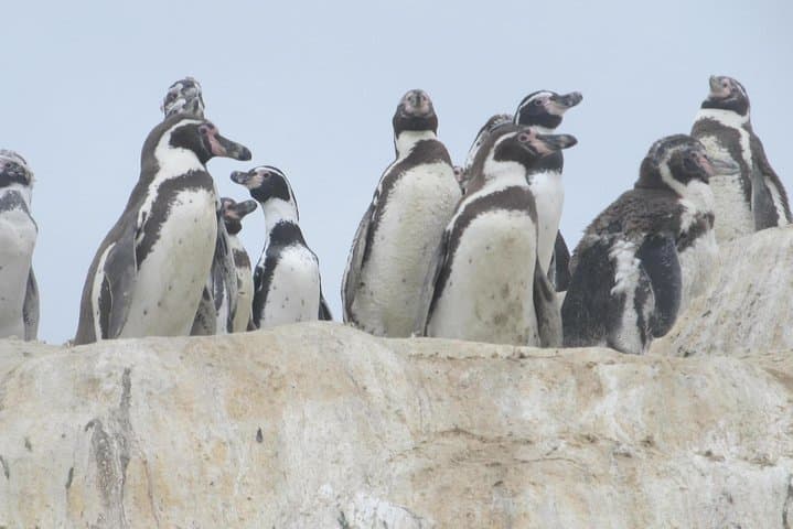 Isla Damas & Humboldt Penguin Reserve: Full-Day Boat Tour from La Serena photo 4